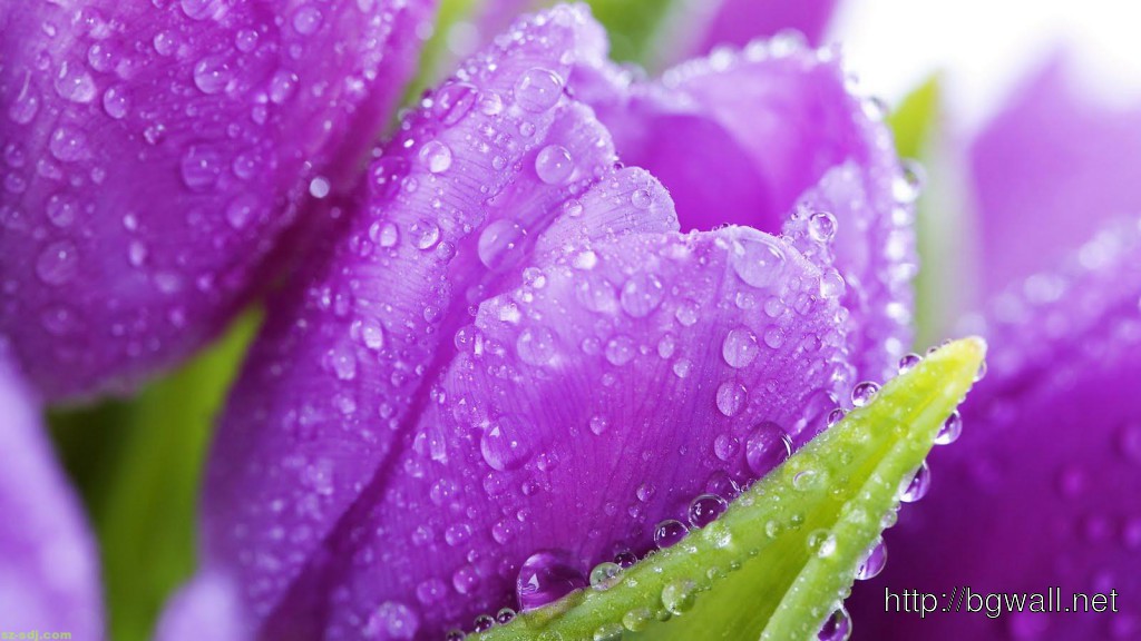 Fresh Purple Spring Flower Wallpaper