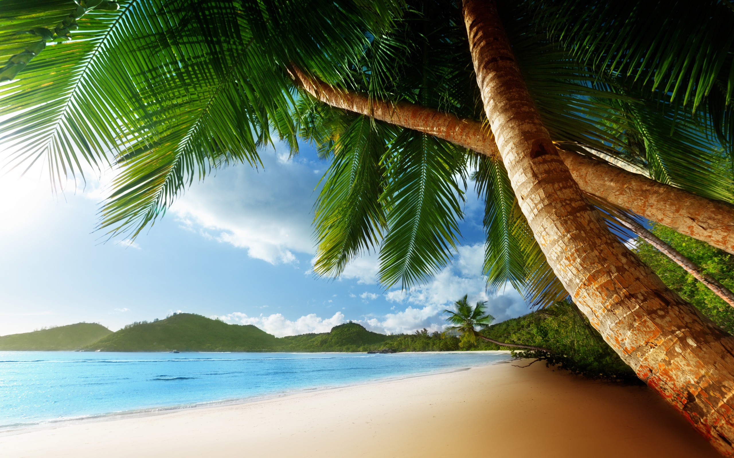 Tropical Palm Trees Beach Ocean Wallpaper Background