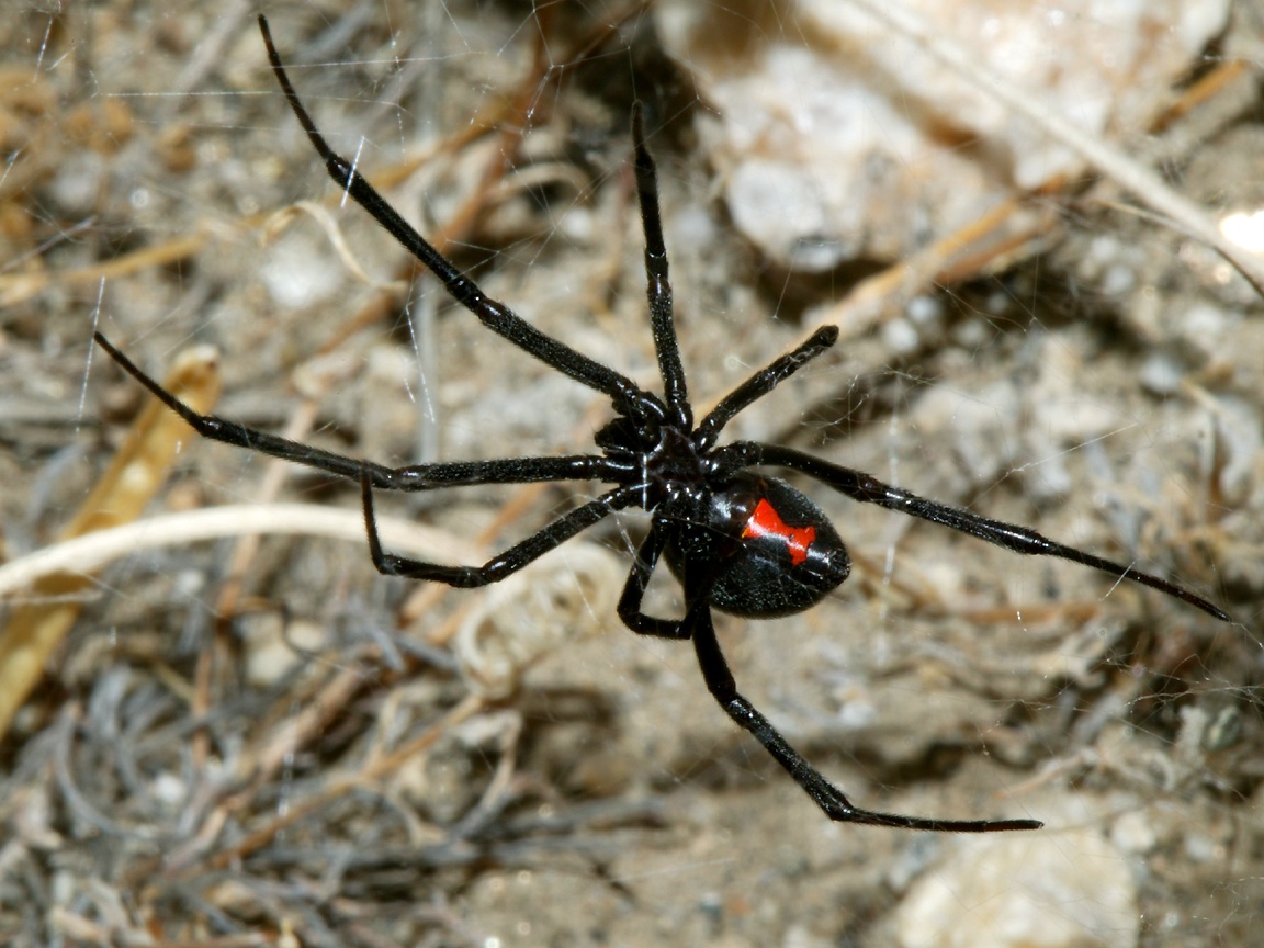 Showing Gallery For Black Widow Spider Wallpaper 1152x864