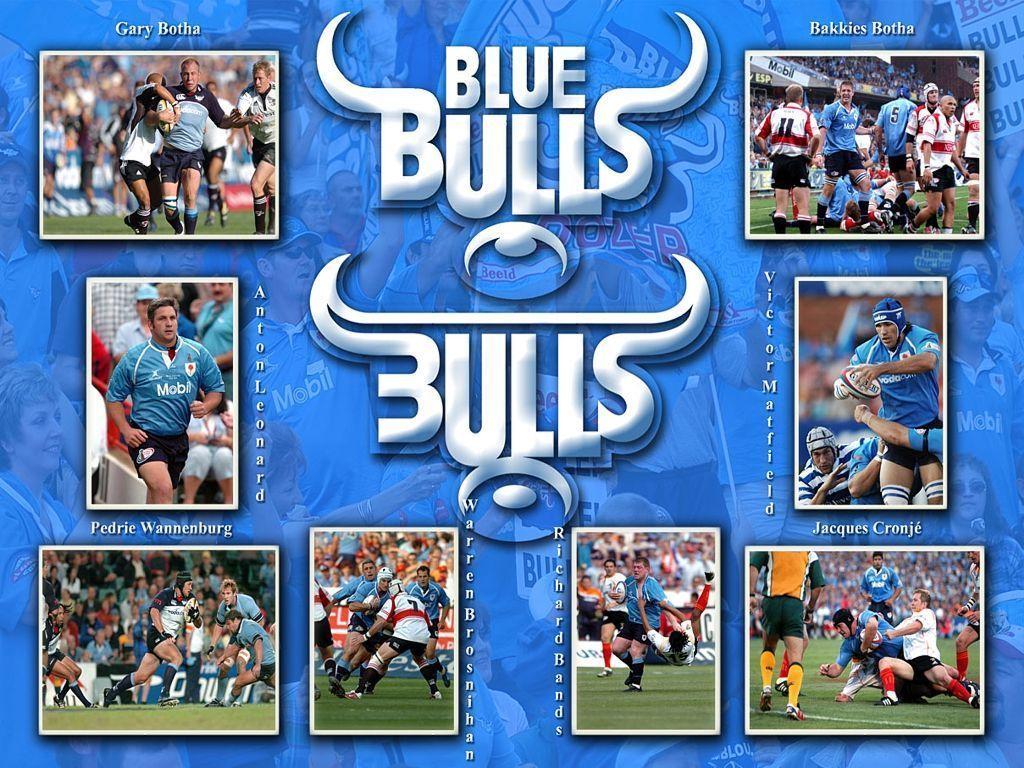 Blue Bulls Wallpapers