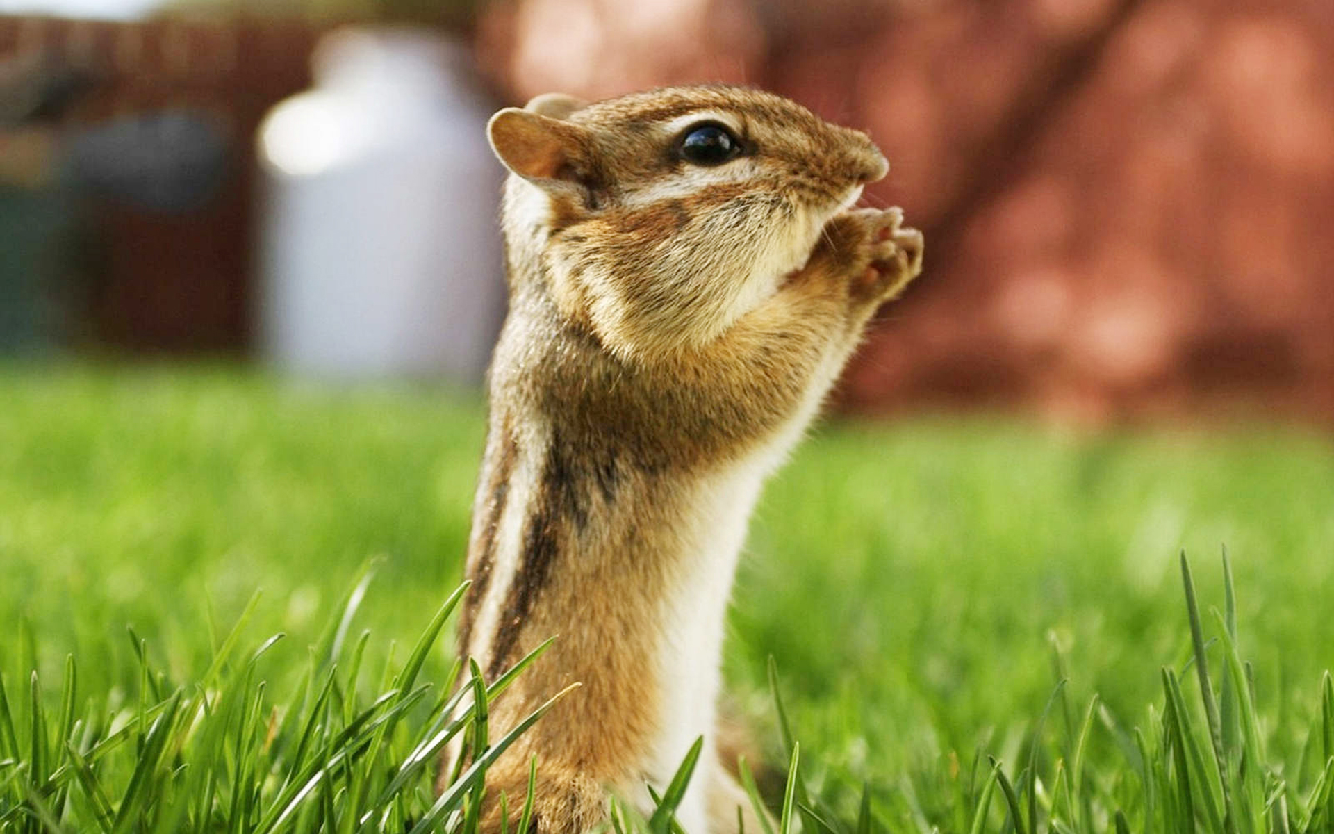 An adorable chipmunk standing in lush green grass, holding its paws together as if in prayer or anticipation