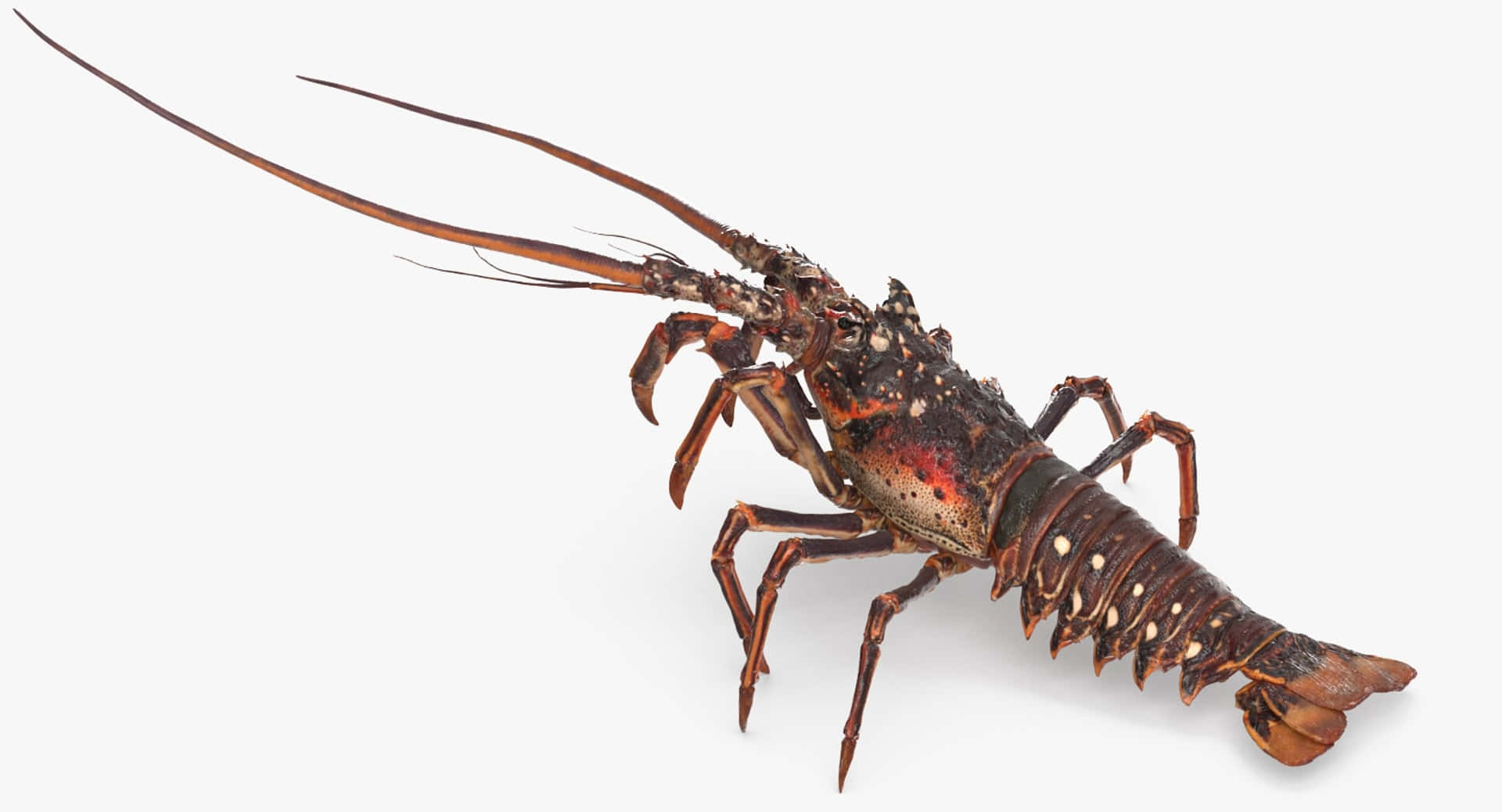 Spiny Lobster Isolated White Wallpaper