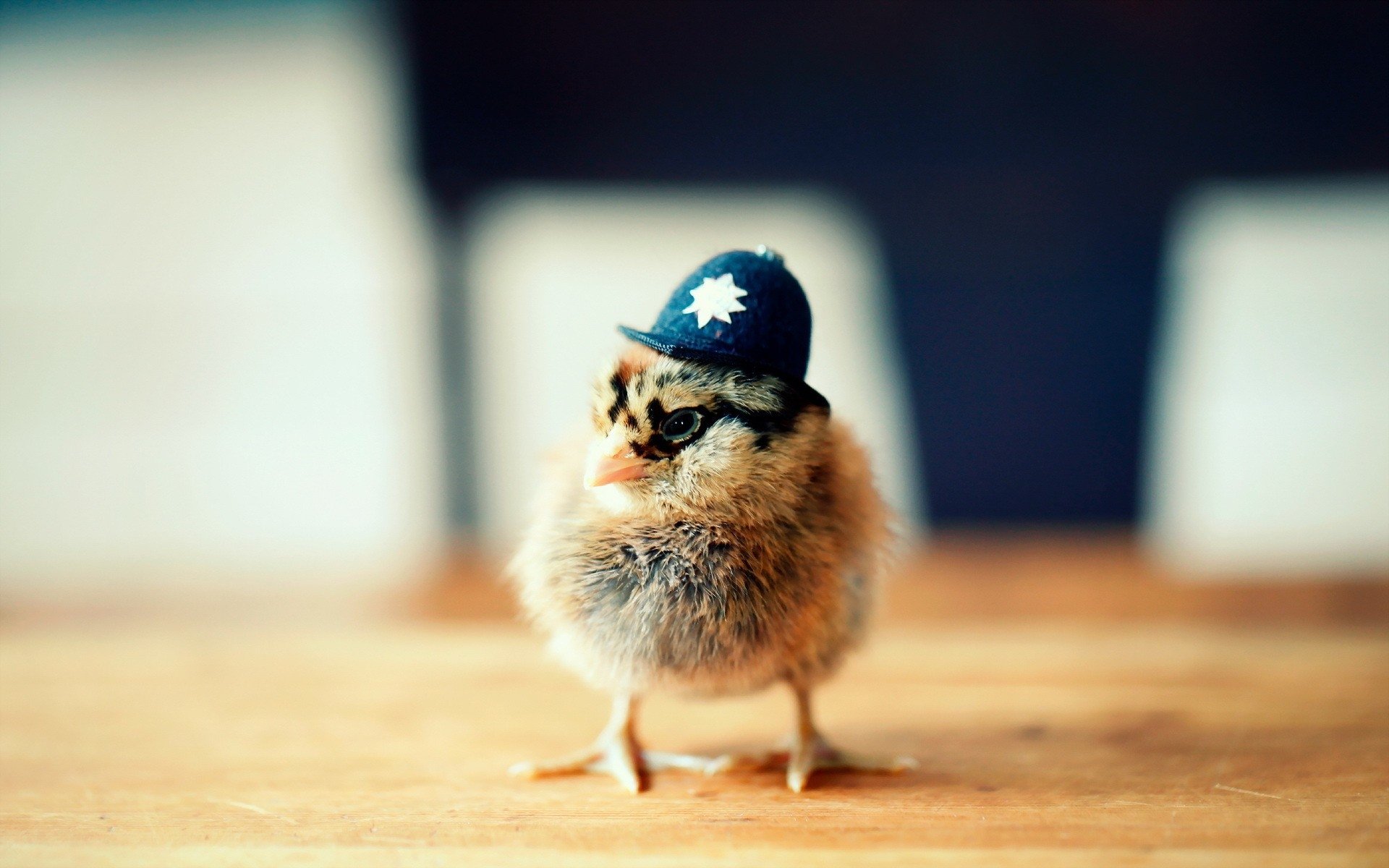 Police Chick Papel De Parede HD Plano Fundo Id