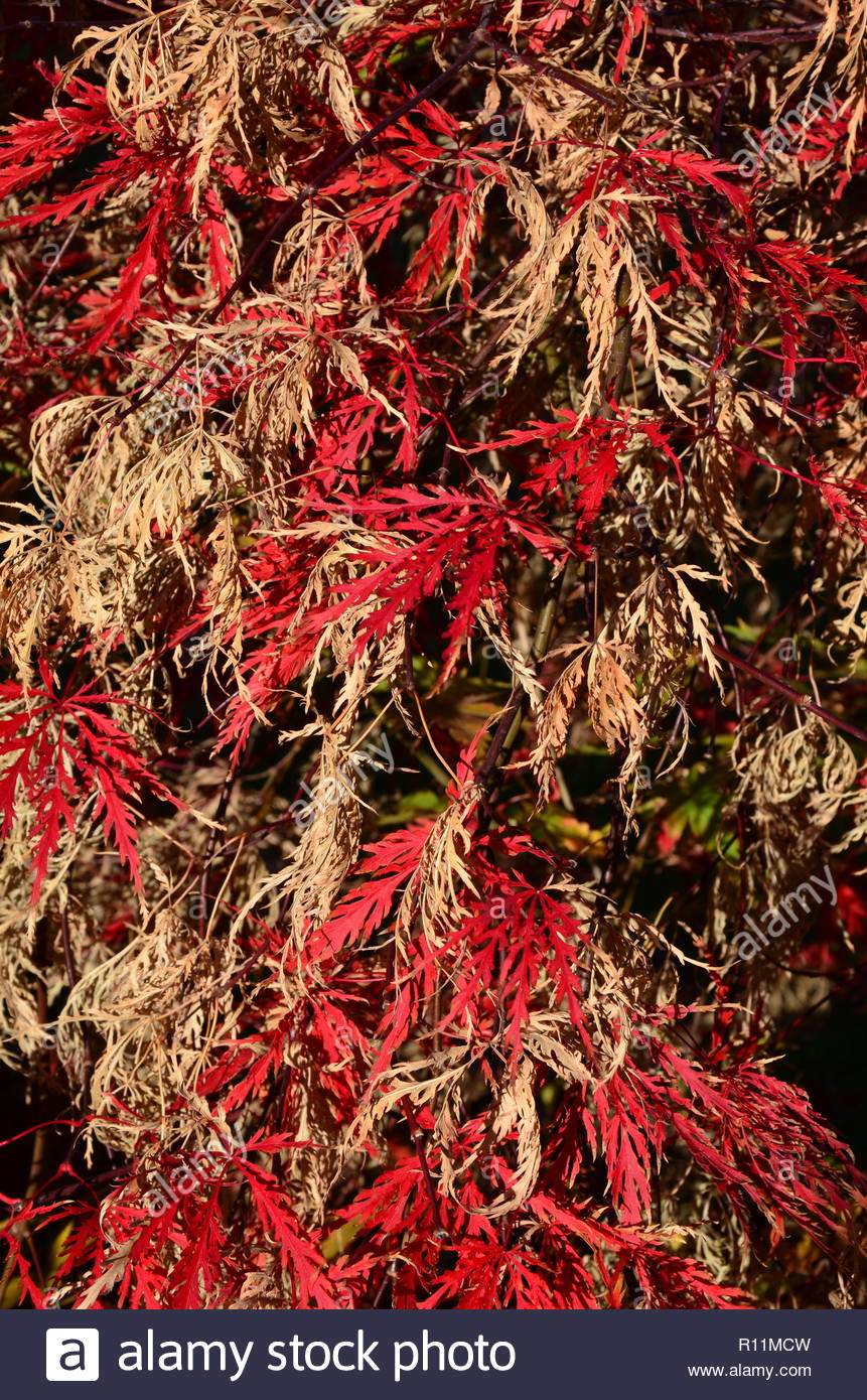 Closeup Of A Tree Called Japanese Fan Maple In Autumn Red And