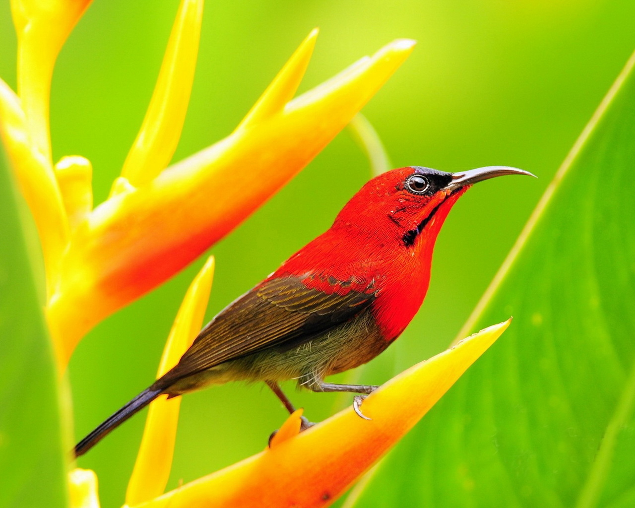 Red Bird Desktop Wallpaper