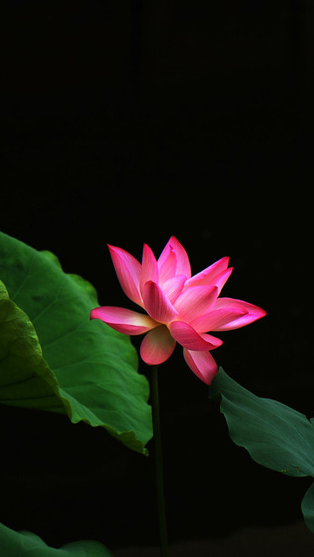 iPhone Wallpaper HD Red Lotus Flower Background
