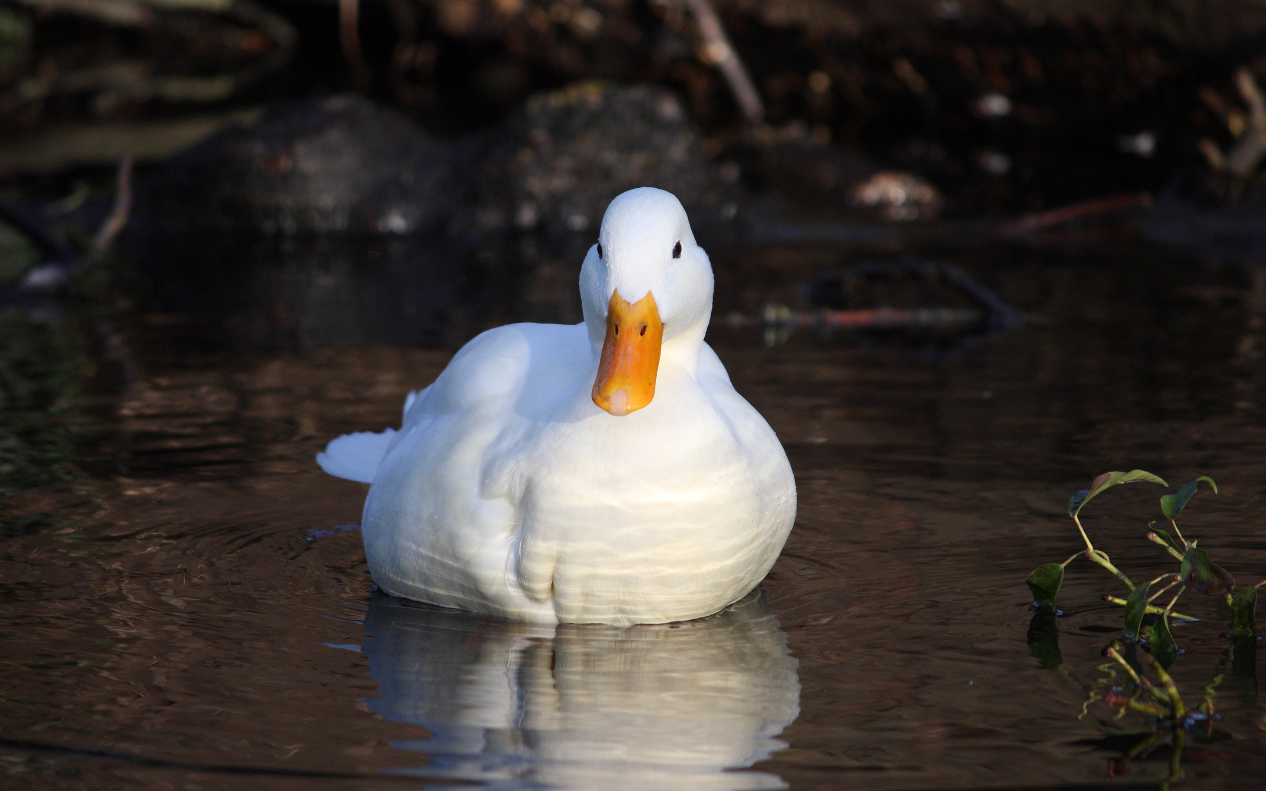 Black And White Duck Wallpaper For Puter Walljpeg