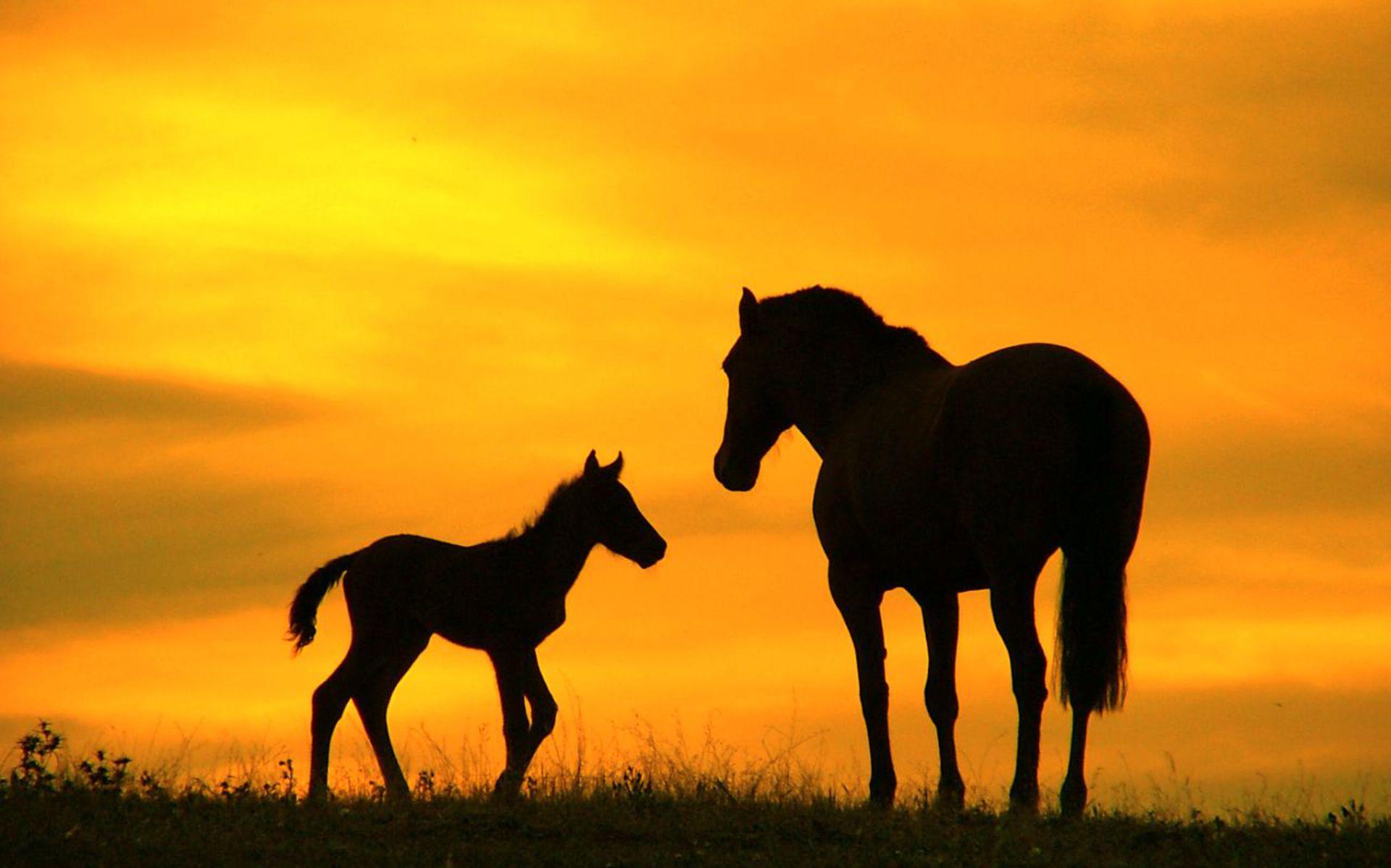 Horse Silhouette Sunset Horses Wallpaper