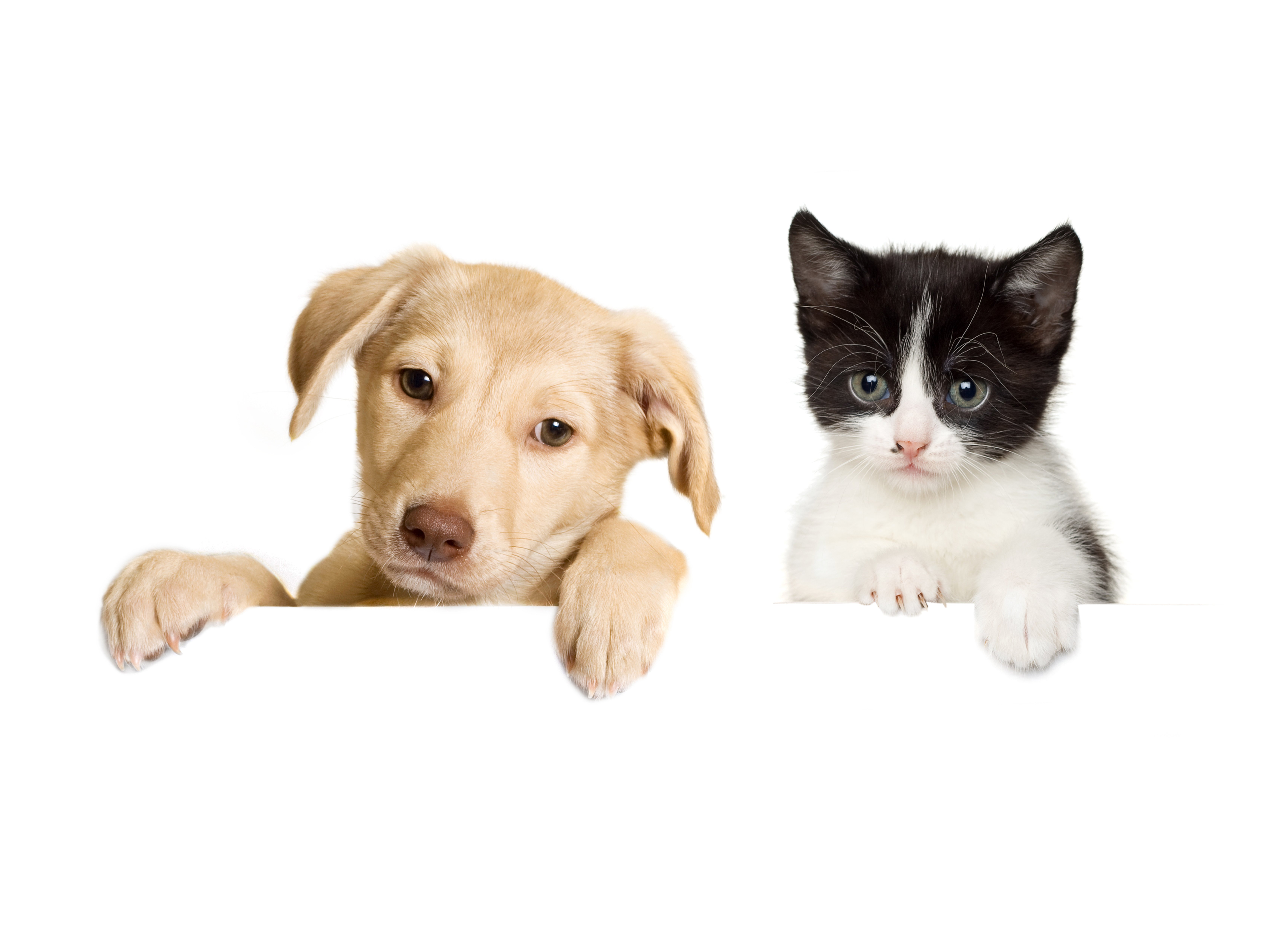 Cat And Dog Wallpaper High Quality