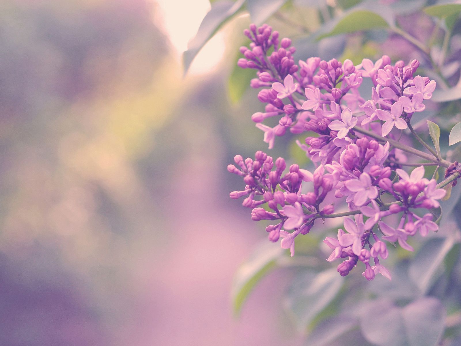 Lilac Wallpaper Image Group 43
