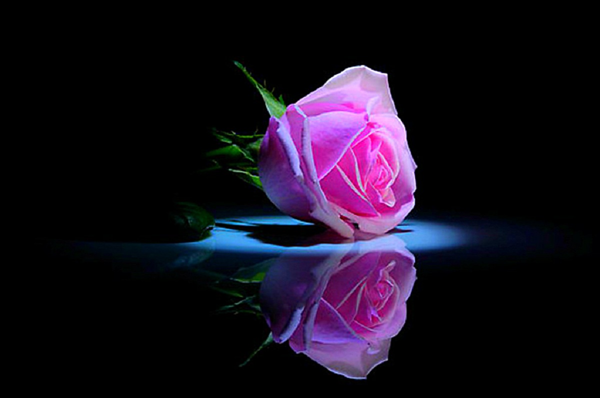 Pink and Black Rose Wallpaper - WallpaperSafari