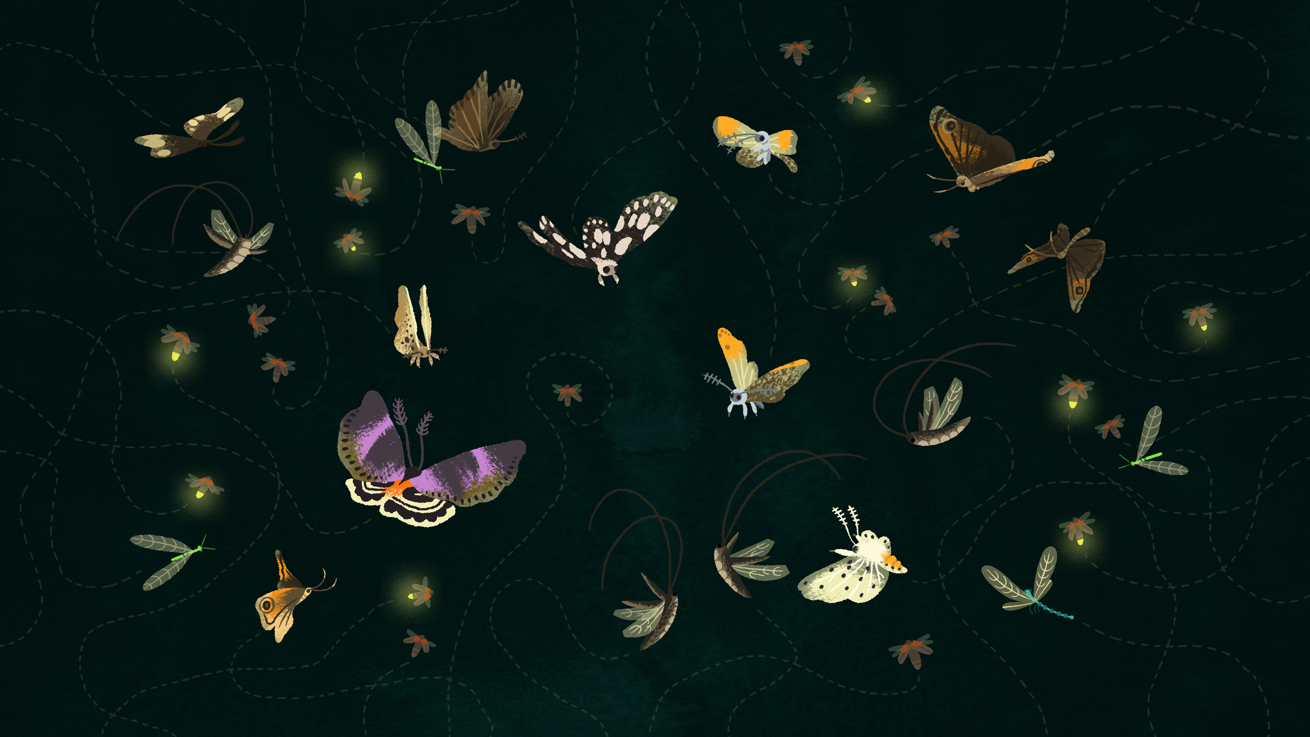 Butterflies Moths and Fireflies   Moths Wallpaper 40010378 2560x1440