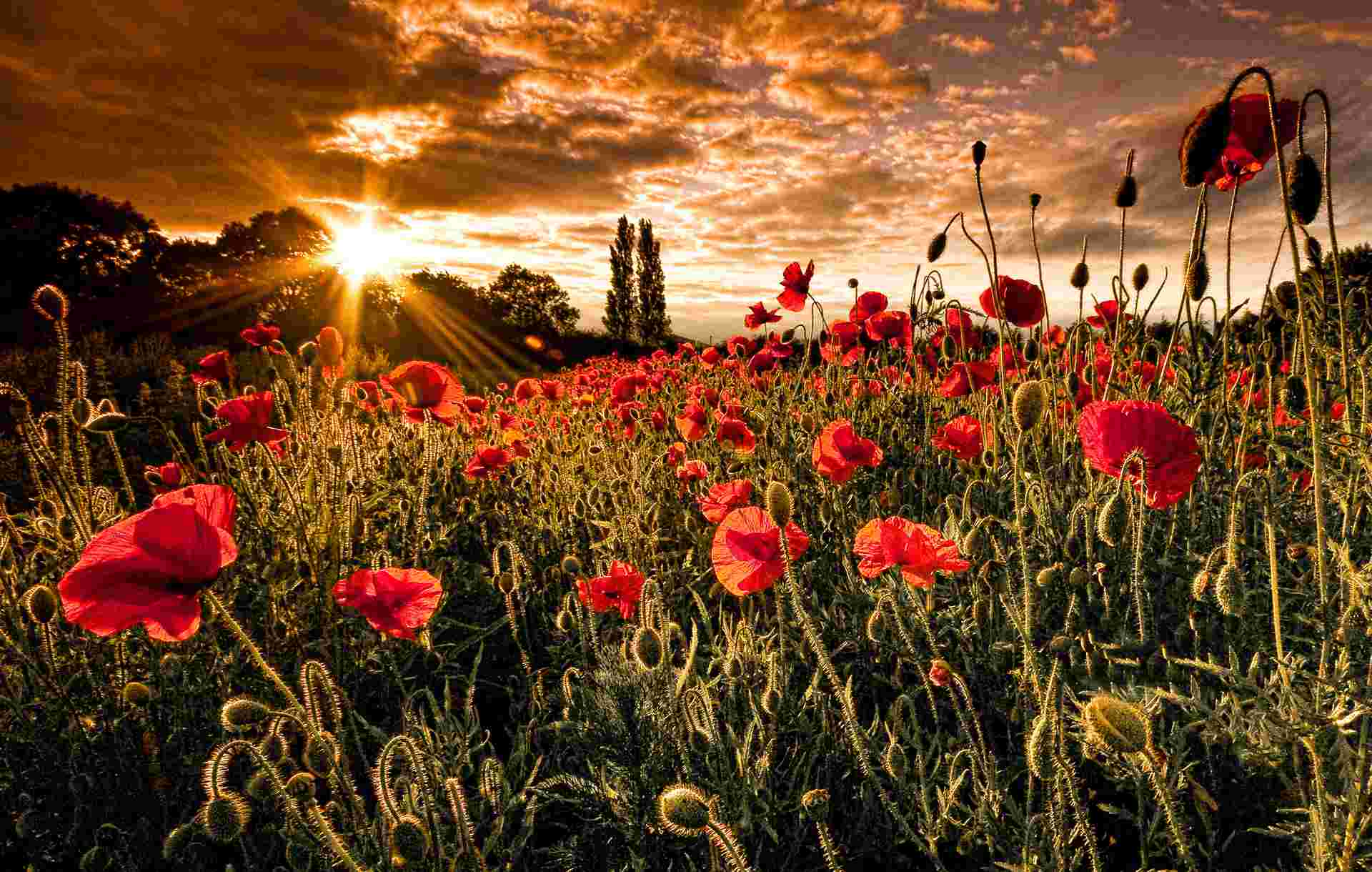 Poppy Field Wallpaper Flowers Nature Collection