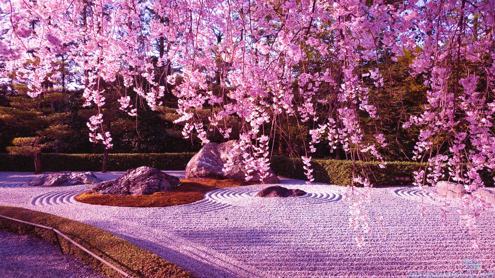 Japanese Cherry Blossom Garden Wallpaper Refreshrose Spot