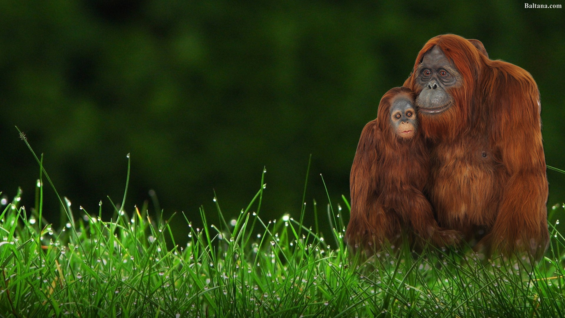 Orangutan Wallpaper HD Background Image Pics Photos