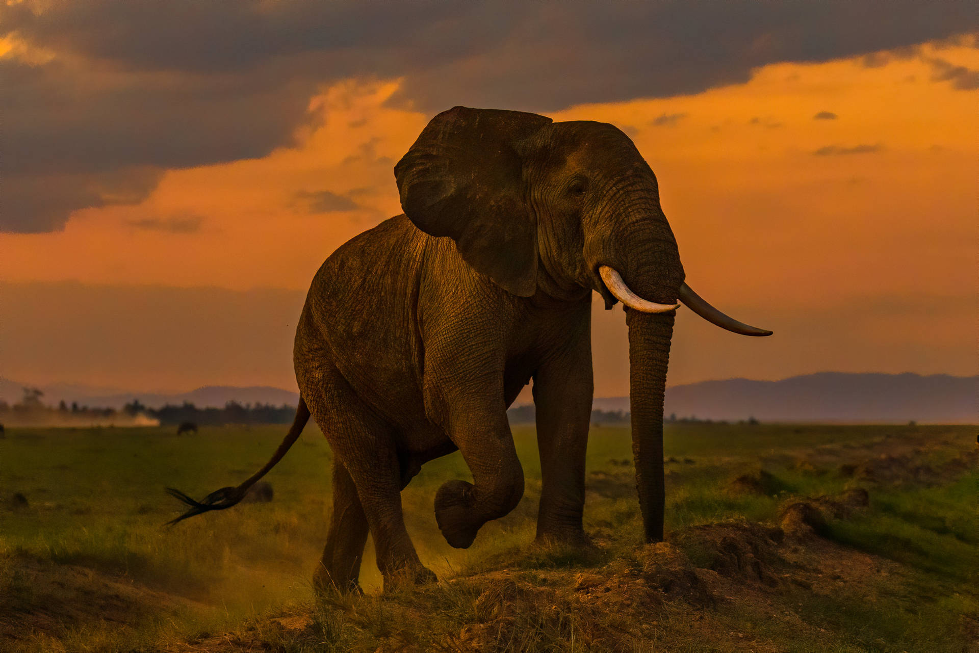 Top 4k Elephant Wallpaper Full HD To Use