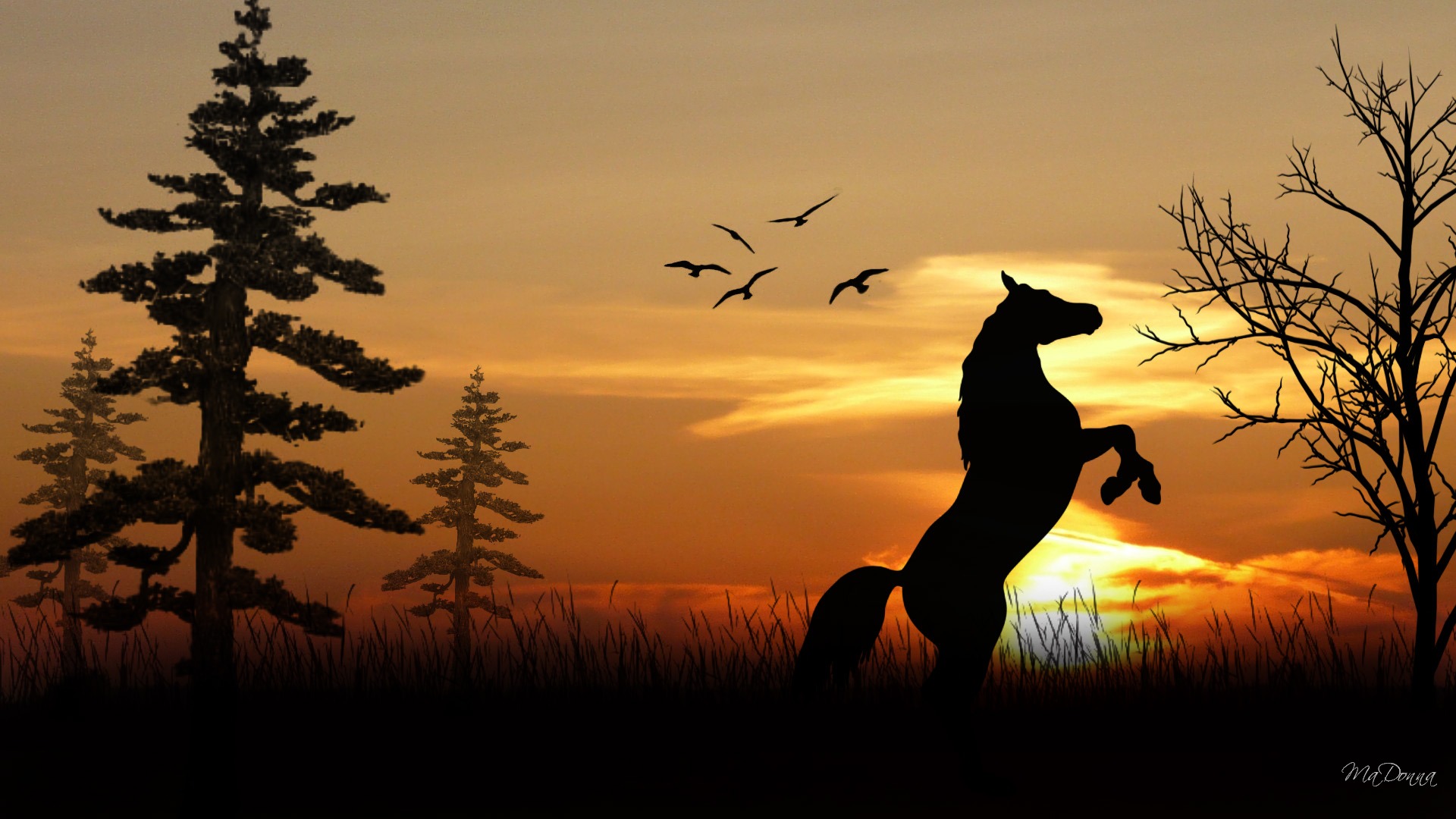 HD Horse Background Desktop Wallpaper