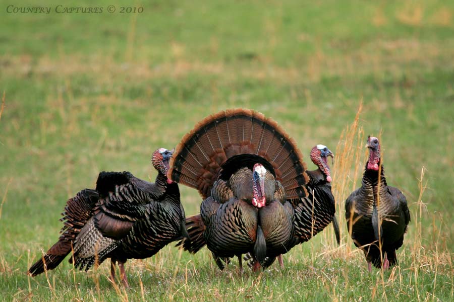 Country Captures Strutting Season Eastern Wild Turkeys