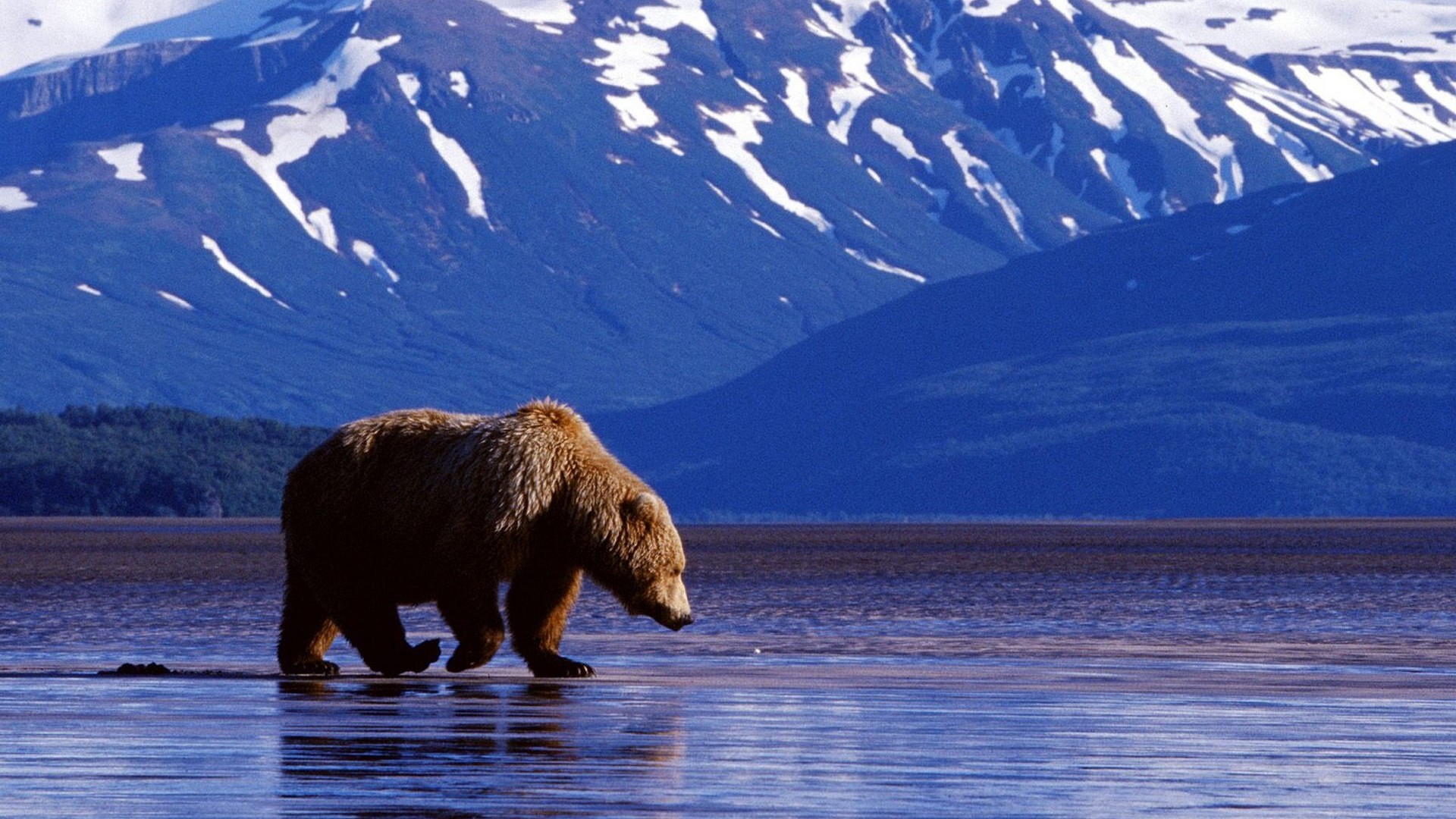 Bear Wallpaper HD