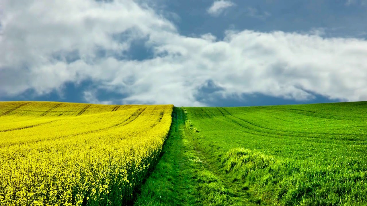 Nature Grass Field Background Video Footage