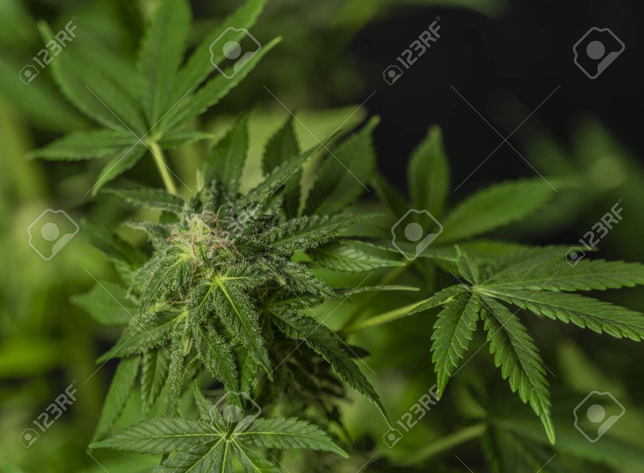 Aged Afghan Kush Special Variety Of Marijuana Flower With Black