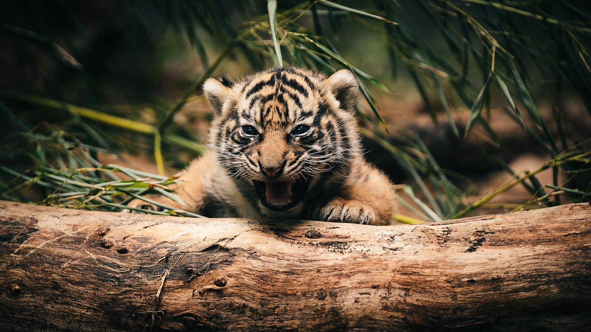 Cute Tiger Desktop Wallpaper Top