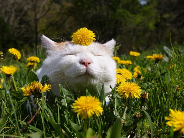 15 Selected funny spring desktop wallpaper You Can Get It free ...