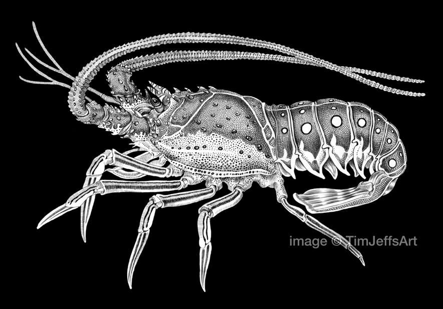 Spiny Lobster By Tim Jeffs Wallpaper