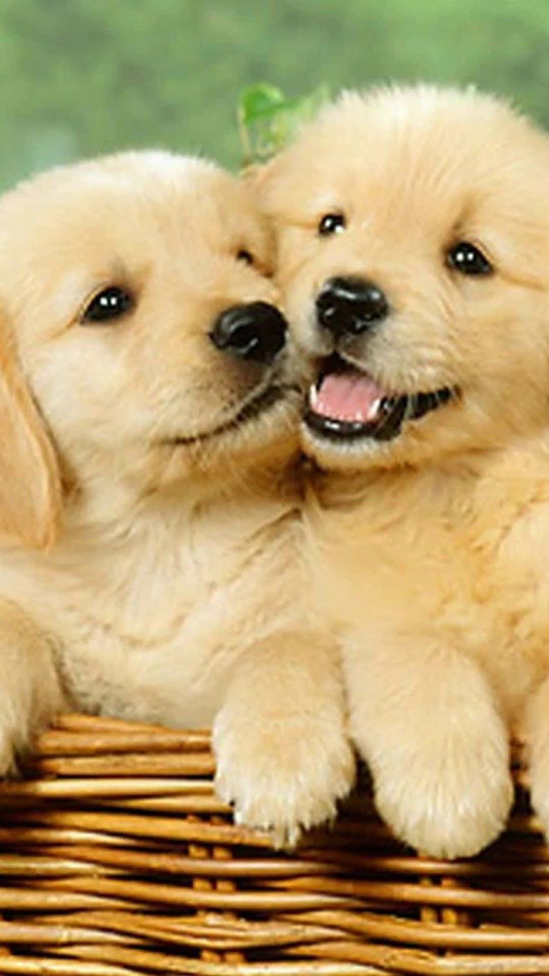 Dog iPhone Wallpaper