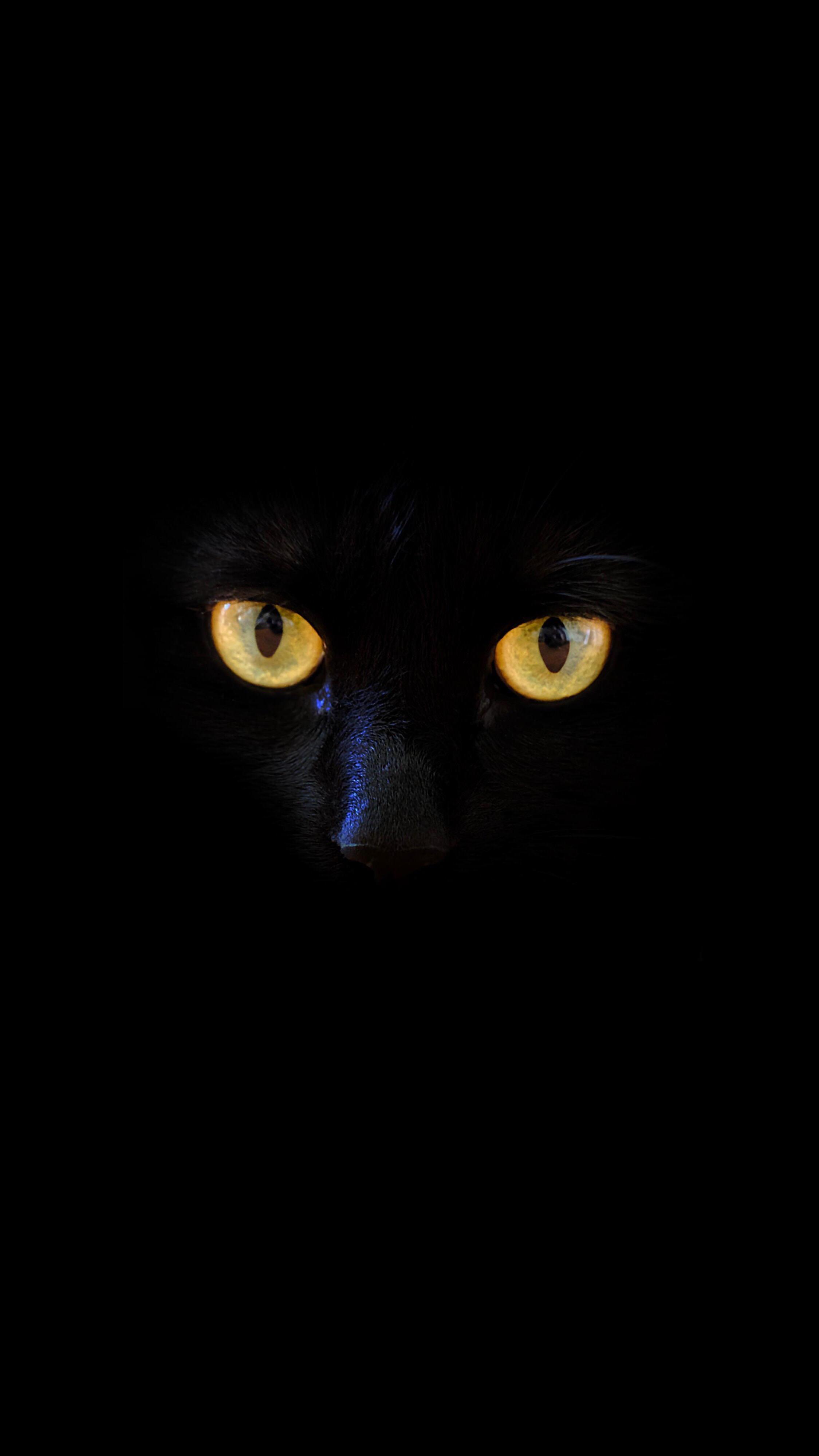 Very Great Background Wallpaper For iPhone I Love Black Cats R