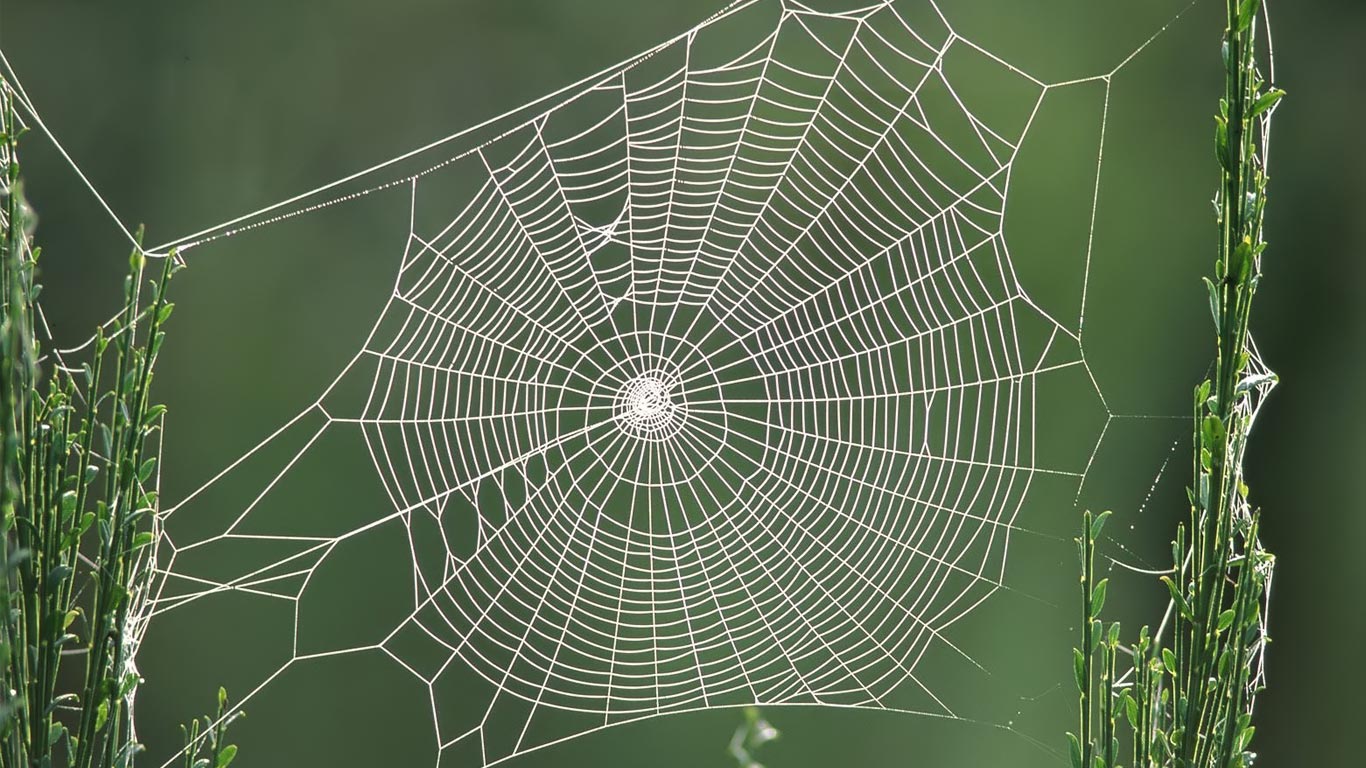 Spider web hd computer resolution   downloads backgrounds wallpapers