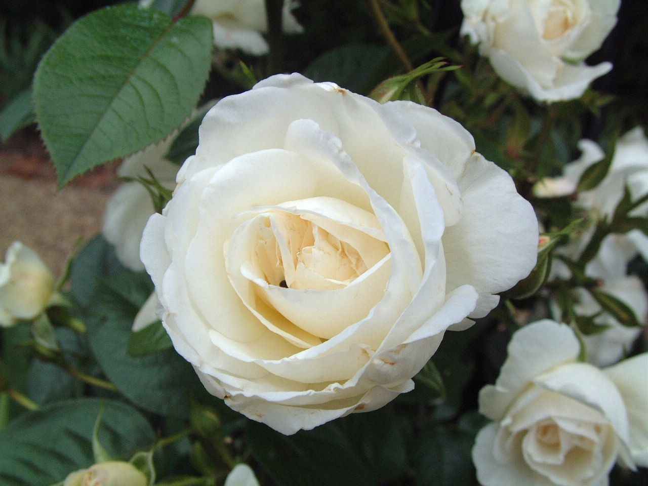 Flowers For Flower Lovers White Rose Desktop HD Wallpaper
