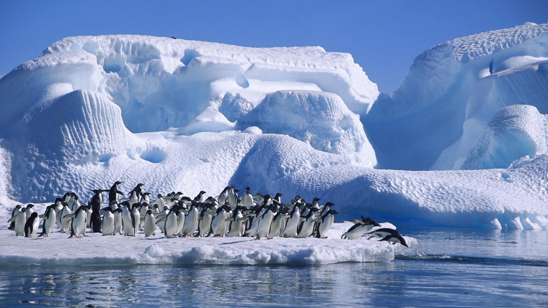 Big Family Of Penguins HD Desktop Wallpaper Widescreen High