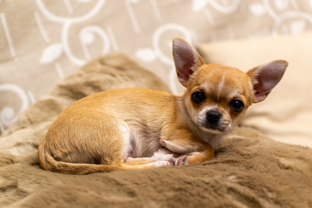 1000 Chihuahua Pictures Download Free Images on