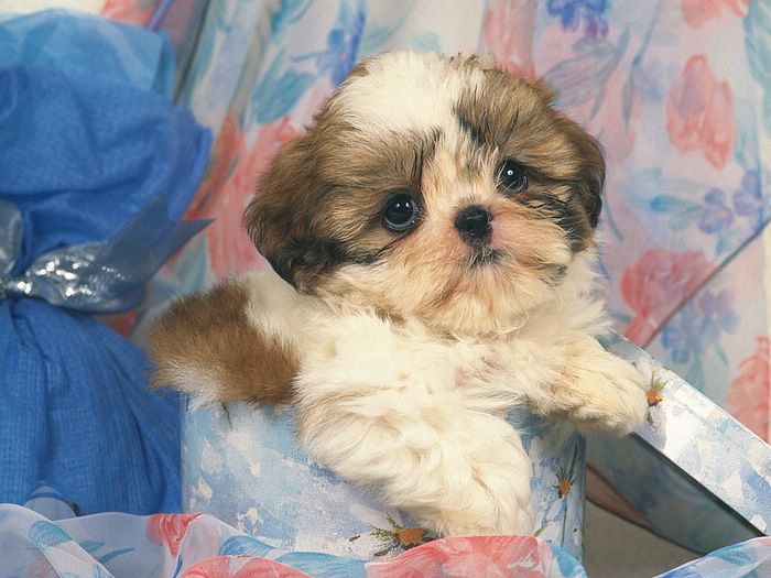 Puppies I Am A Gift Adorable Shih Tzu Puppy In Box
