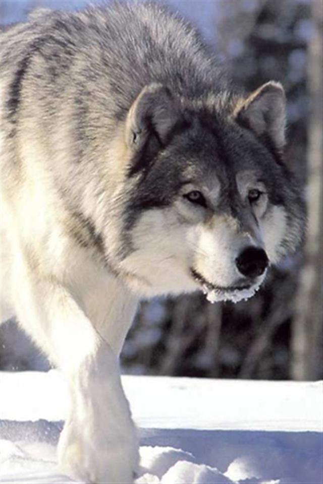 Grey Wolf Animal iPhone Wallpaper S 3g