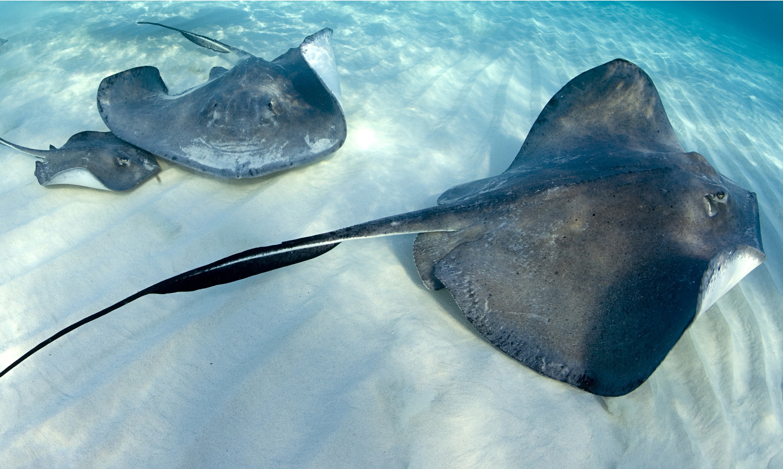 Stingray Fishes Photo And Wallpaper Cute Pictures