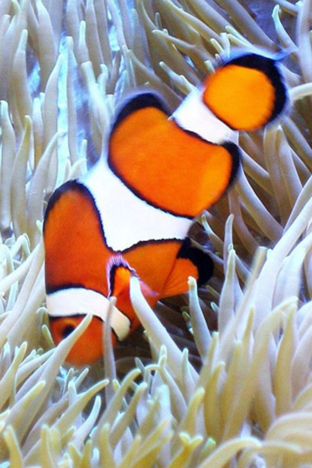 Clown Fish iPhone HD Wallpaper