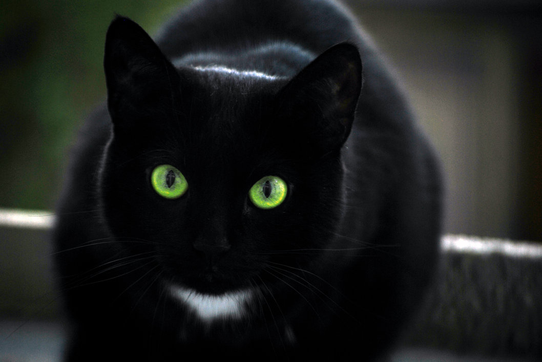 Black Cat by MoCore 1058x708