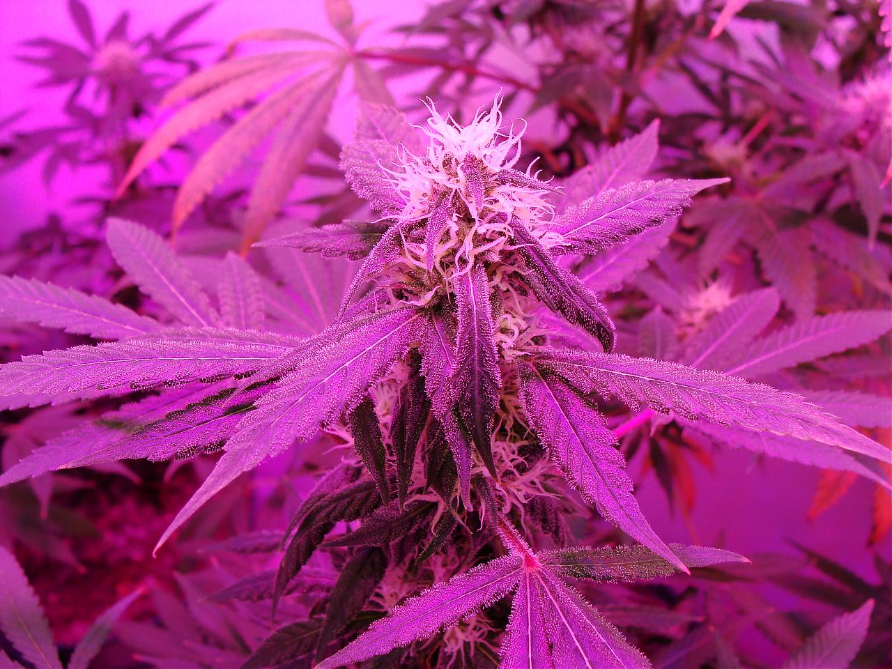 Hydroponic Marijuana Nutrients Botanicare S Cal Mag Plus