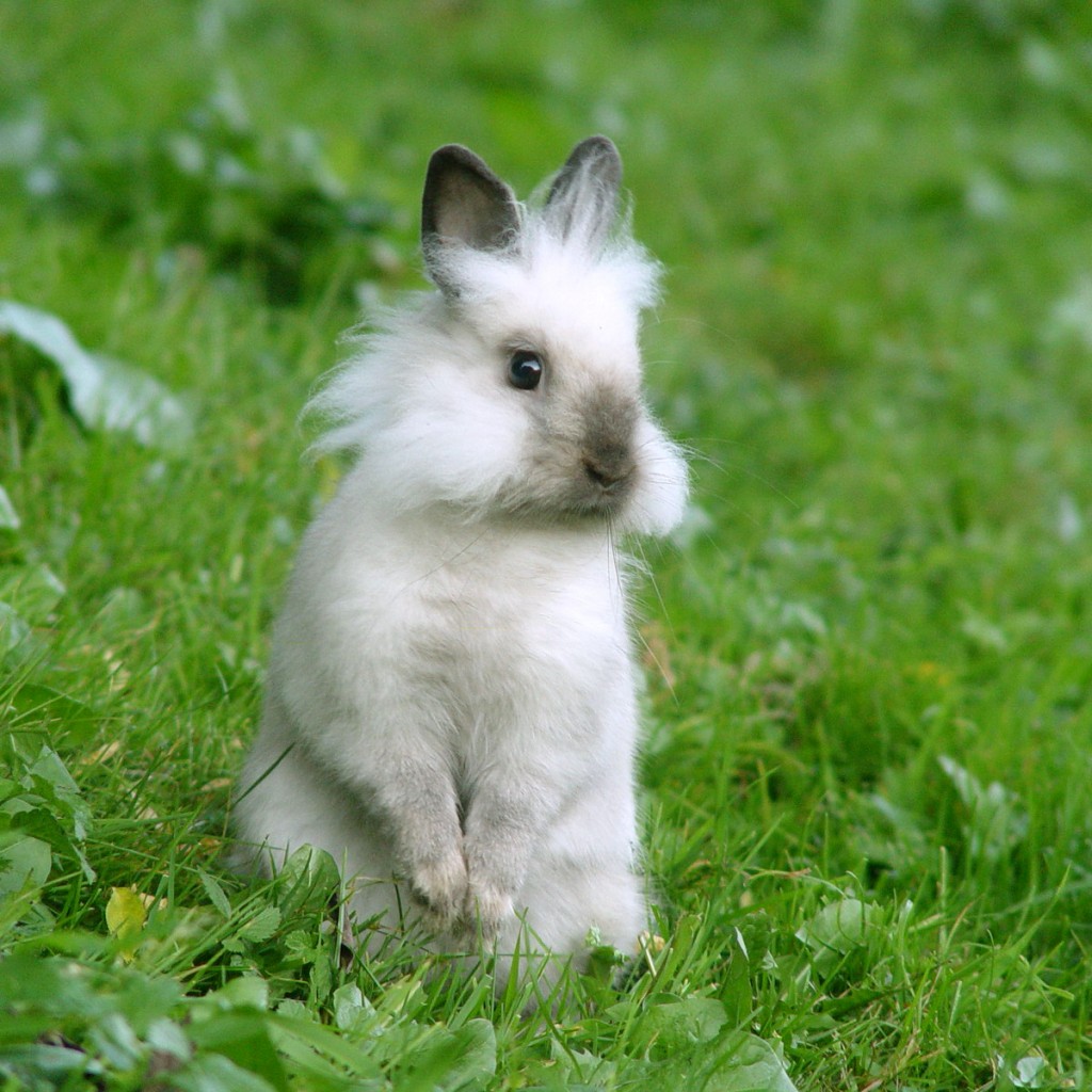 White Rabbit Wallpaper HD In Animals Imageci