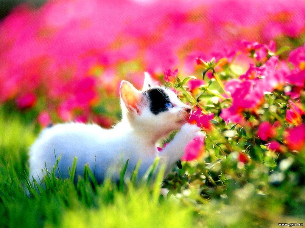 Cute Cat In Garden Flower Wallpaper Me