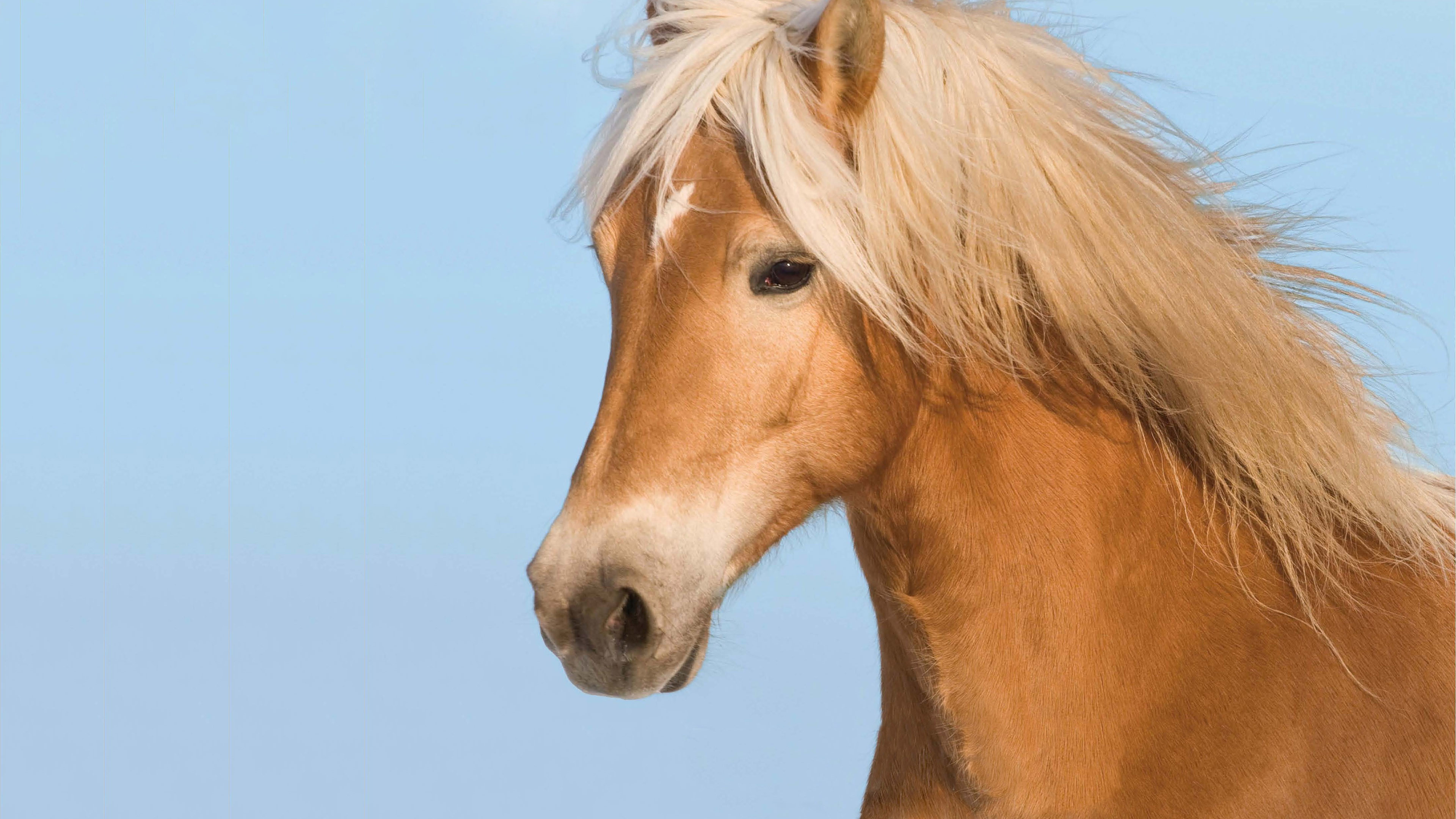 Beautiful Horse Wallpaper