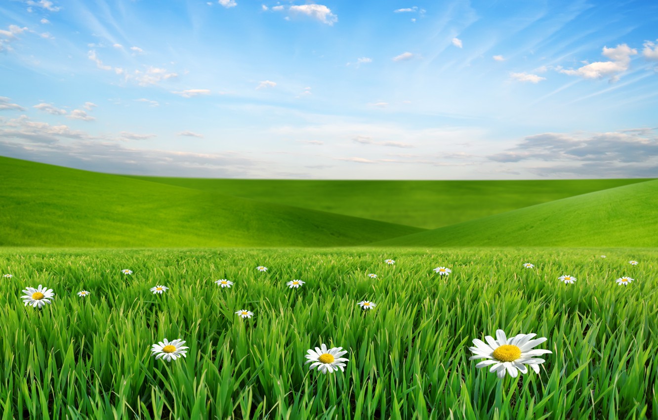 Wallpaper The Sky Clouds Landscape Flowers Nature Chamomile