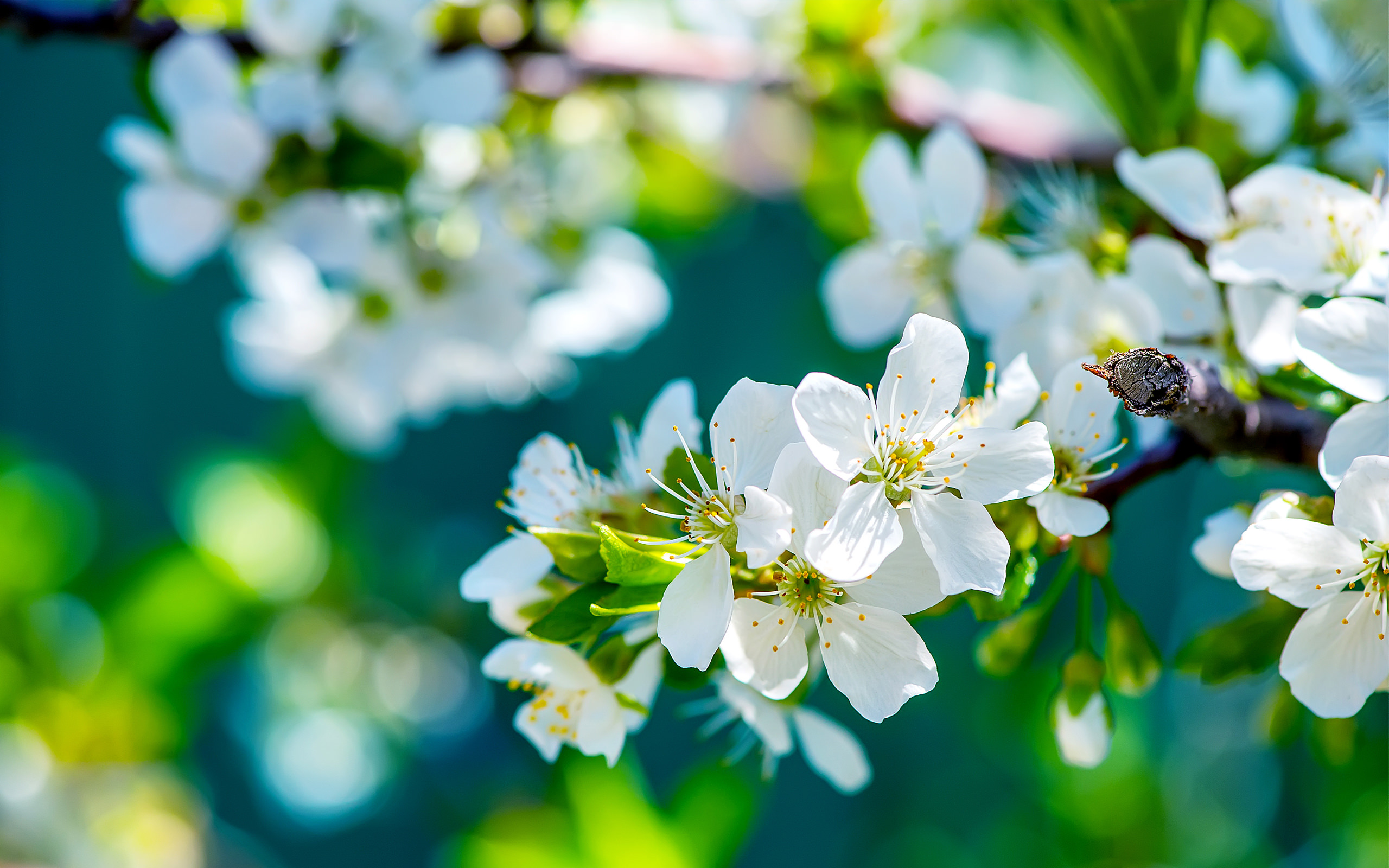 Close-up of delicate white cherry blossoms in full bloom on a branch, with a soft-focus background of green leaves and a hint of blue sky