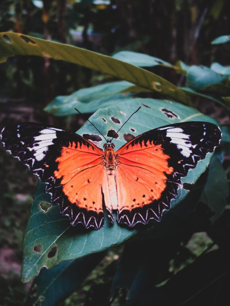 Beautiful Butterfly Wallpaper To Flatter Your Screen