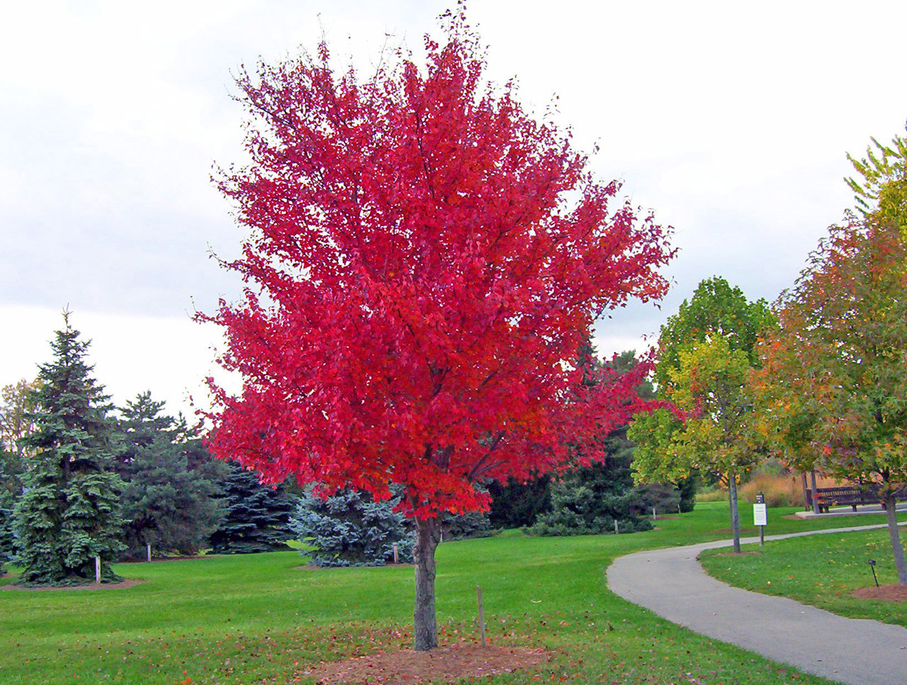 Red Maple Tree Stock Photo HD Public Domain Pictures