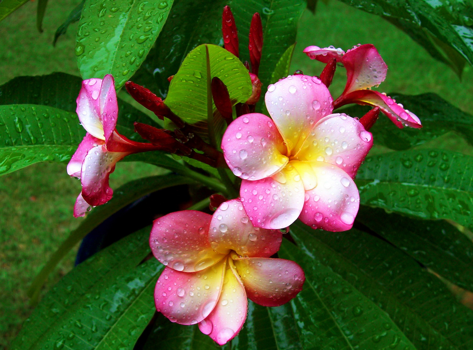 Frangipani Flower Wallpaper HD