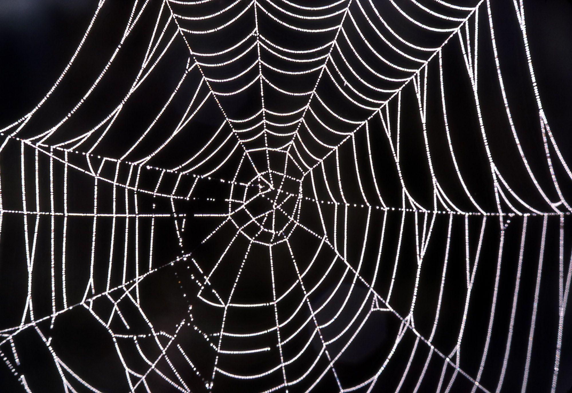 Gallery For Gt Spider Web Black Background