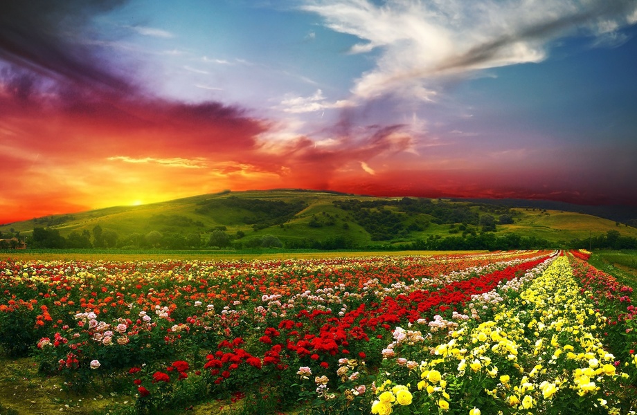 Beautiful flowers with colorful clouds 4K Ultra HD wallpaper 4k